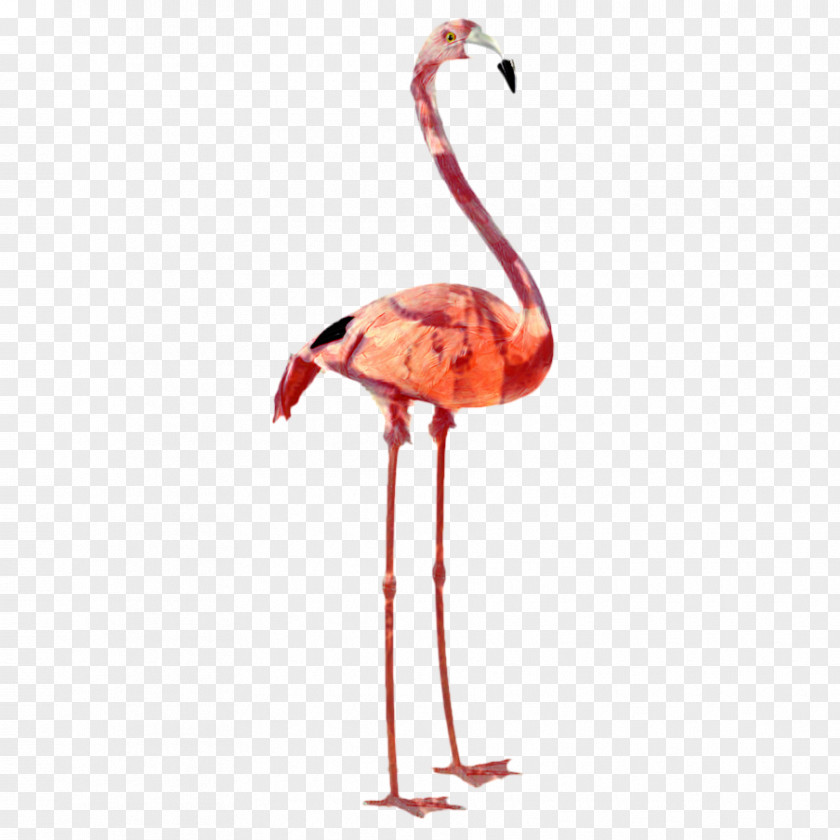 Plastic Flamingo Bird Image Pink PNG