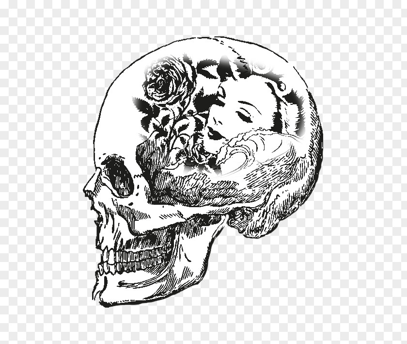 Skull Drawing Bone Skeleton Human Body PNG