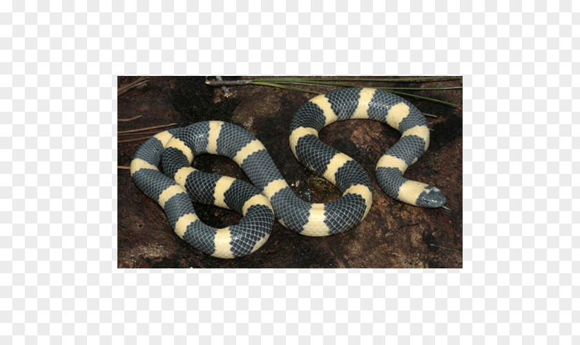 Snake Kingsnakes Hognose Rattlesnake Elapid Snakes PNG