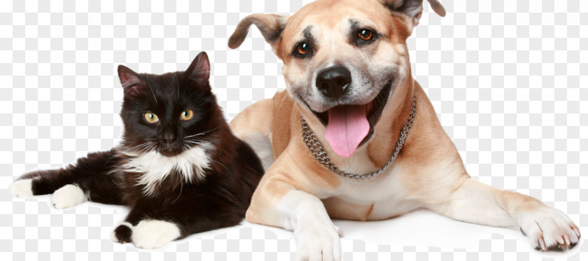 Dog Cat Pet Insurance Trupanion PNG