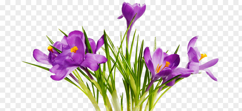 Flowers Purple PNG Purple, illustration of purple flowers clipart PNG