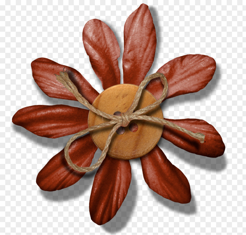 Frangipani Plant Flower PNG