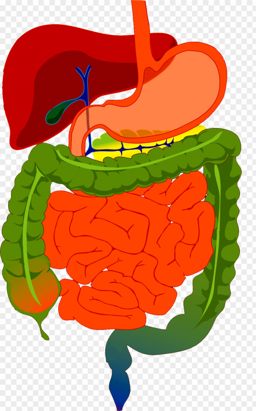 Human Digestive System Gastrointestinal Tract Digestion Organ PNG digestive system tract Organ, clipart PNG