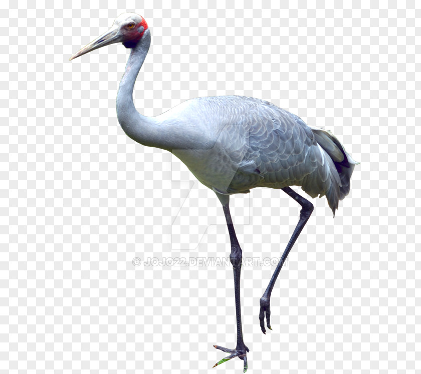 Bird Crane Fauna Water Neck Beak PNG