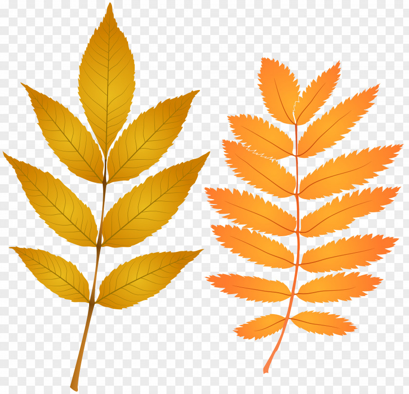 Fall Leaves Clip Art Image Autumn Leaf Color PNG