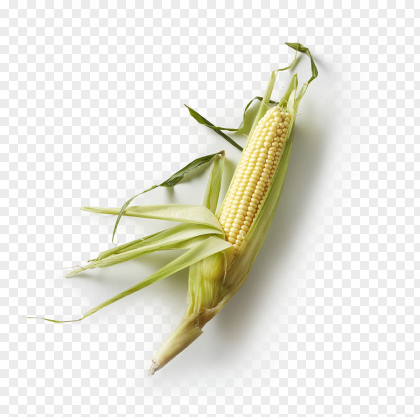Husk Corn On The Cob Latin American Cuisine Mexican Maize Hominy PNG