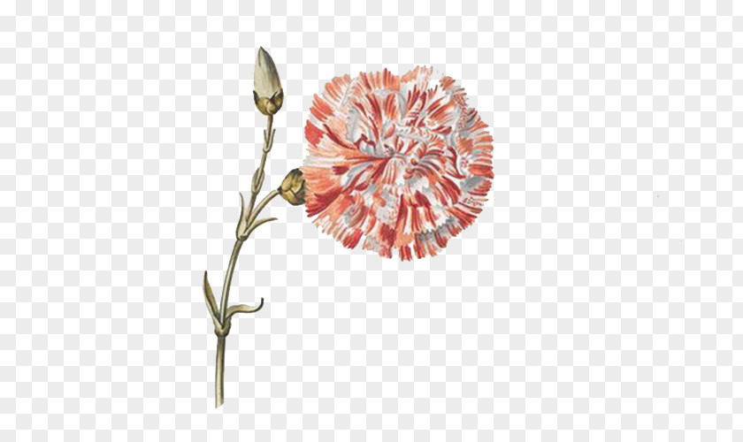 Red Dandelion Botanical Illustration Drawing Botany PNG