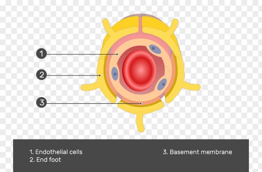 Brain Cells Astrocyte Basement Membrane Cell Capillary Endothelium PNG