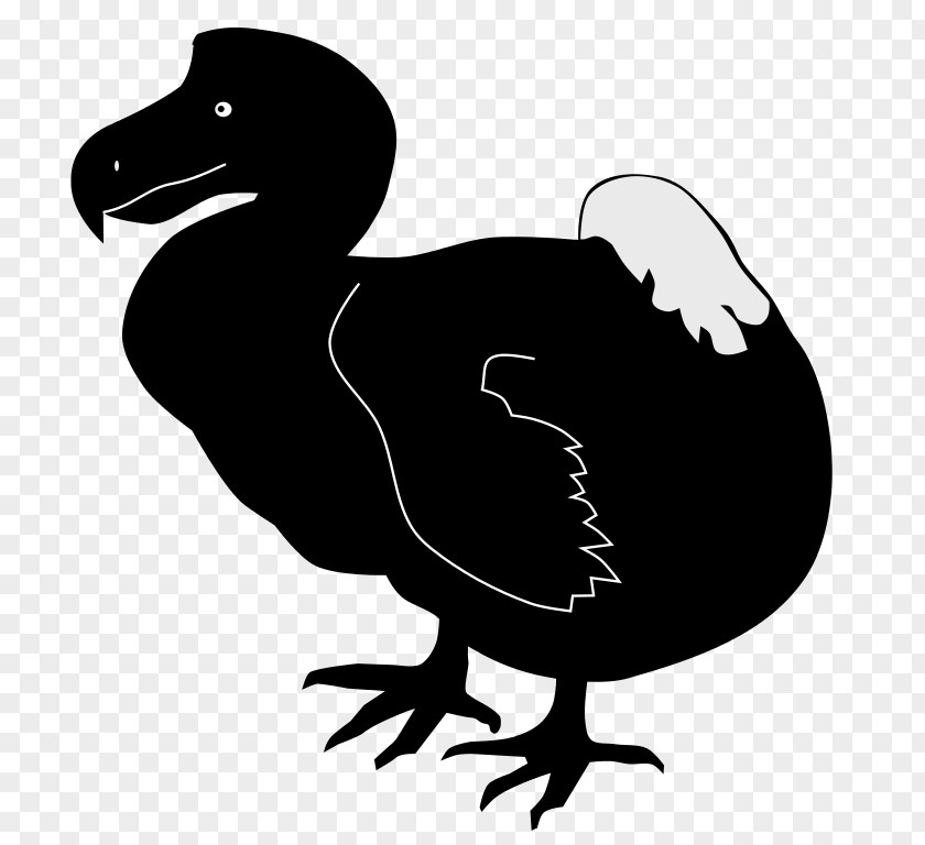 Duck Dodo Bird PNG