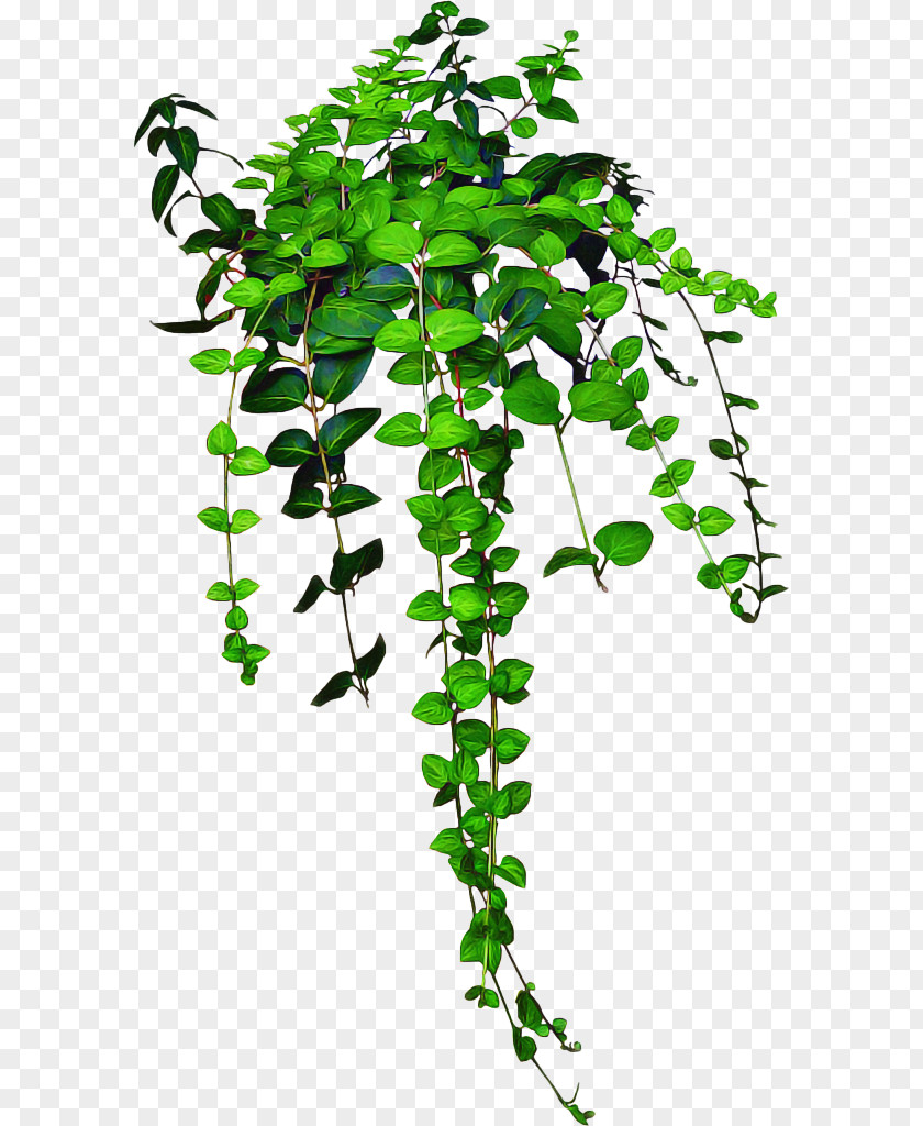 Houseplant Branch Watercolor Flower Background PNG