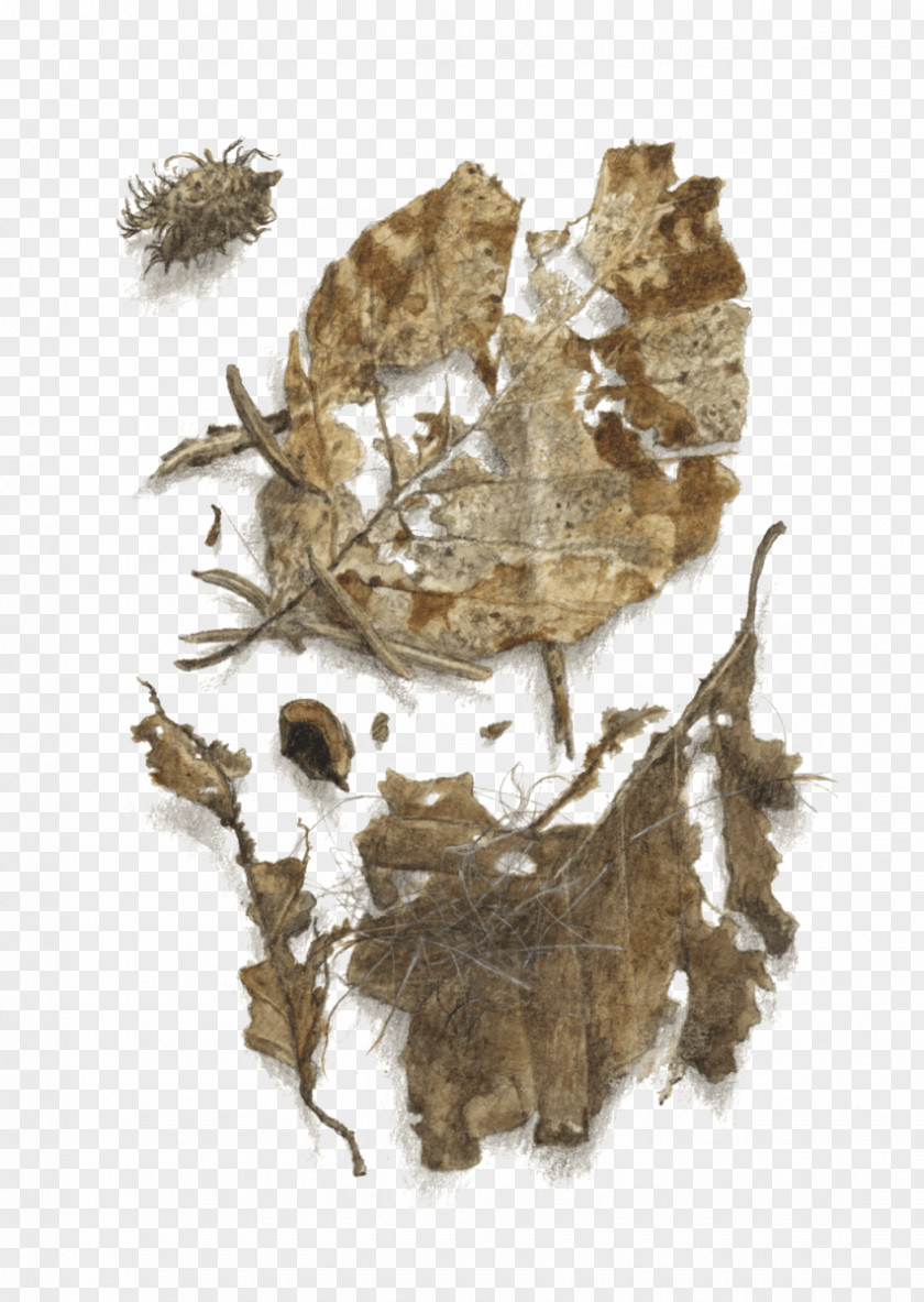 Leaf Human Skeleton Invertebrate Tree PNG