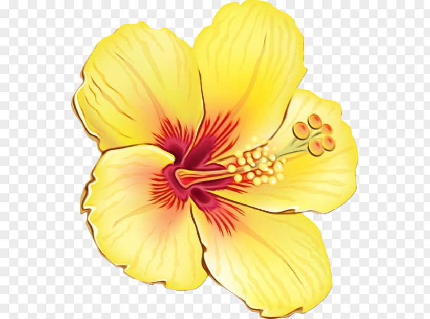Mallow Family Plant Flowering Flower Petal Yellow Hibiscus PNG