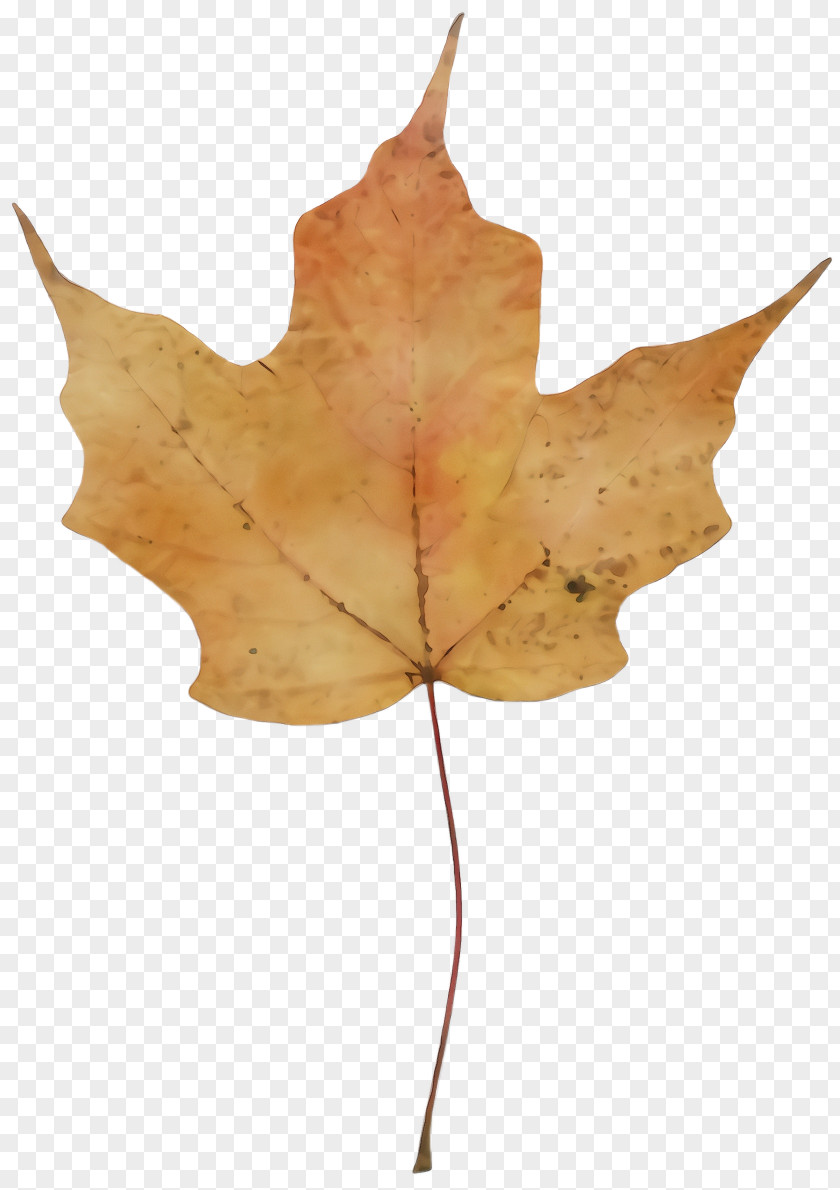 Maple Deciduous Leaf PNG