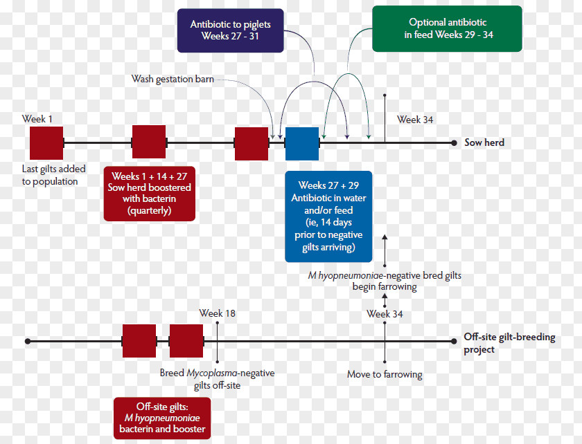 Mycoplasma Pig Organization Infection Tiamulin PNG