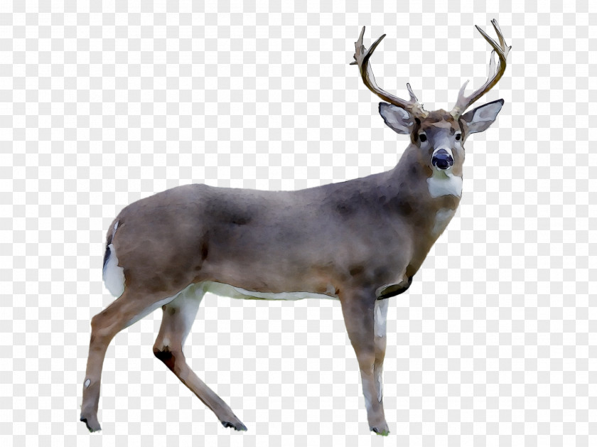Reindeer White-tailed Deer Royalty-free Stock Photography PNG