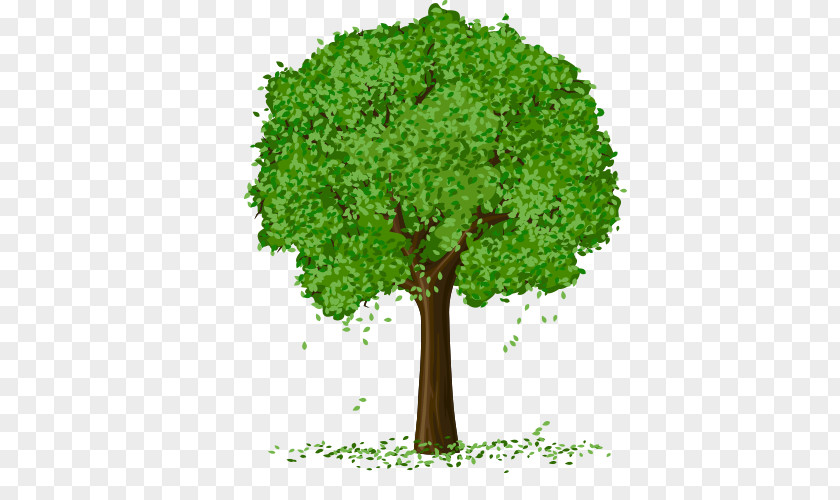 Spring Tree Vector PNG