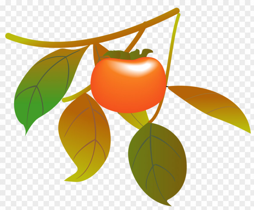 Autumn Japanese Persimmon Pacific Saury Drawing PNG