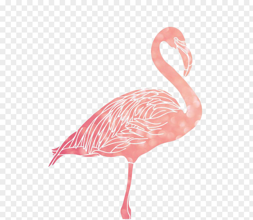 Flamingos Flamingo 1080p Wallpaper PNG