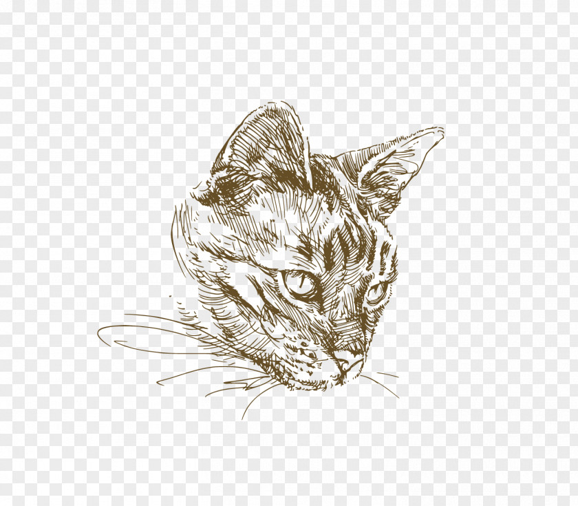 Painted Cat Kitten Drawing Illustration PNG