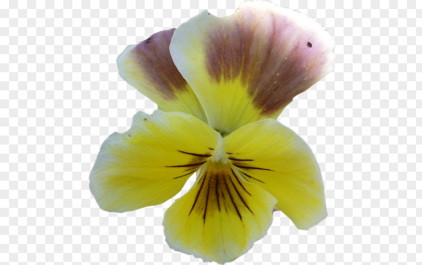 Pansy PNG