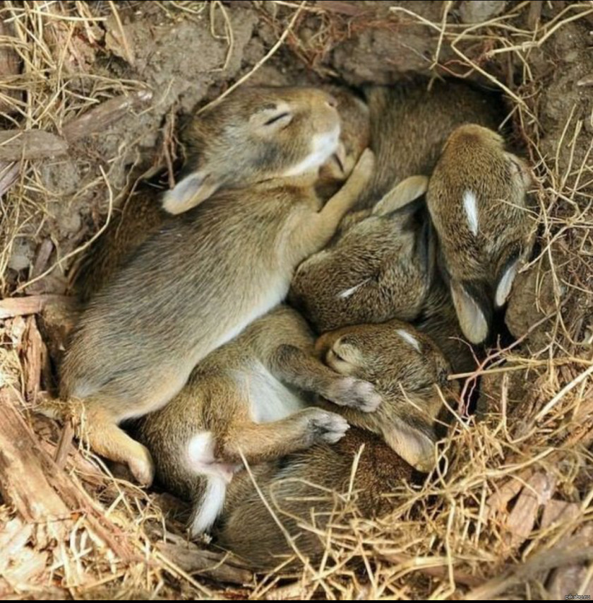 Peter Rabbit Puppy Dog Kitten Cat PNG