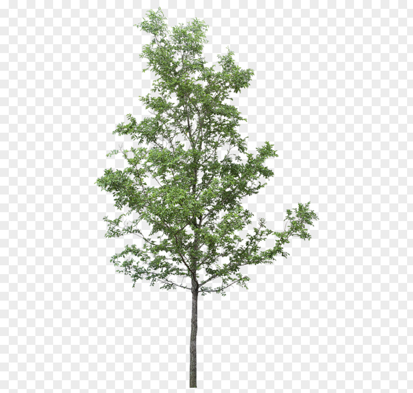 Rendering Psd Clip Art Tree Transparency Image PNG