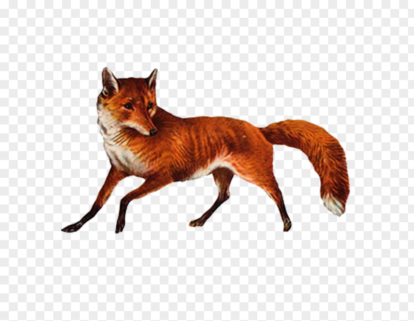 Fox Hunting Download CorelDRAW PNG