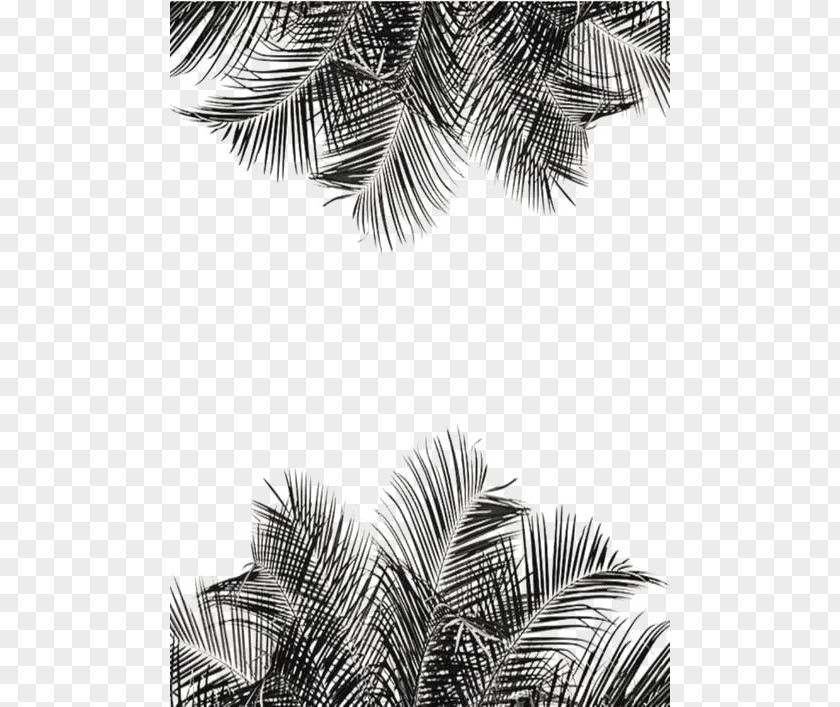 Sketch Leaf PNG leaf clipart PNG