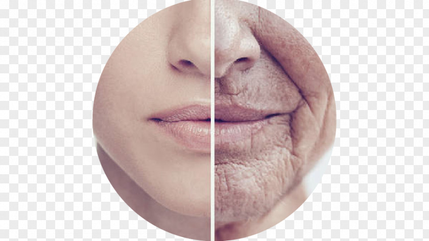 EpiDermis Ageing Research Aging-associated Diseases Science Life Extension PNG