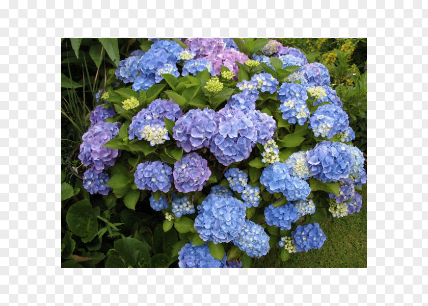 Flower French Hydrangea Smooth Panicled Soil PH PNG