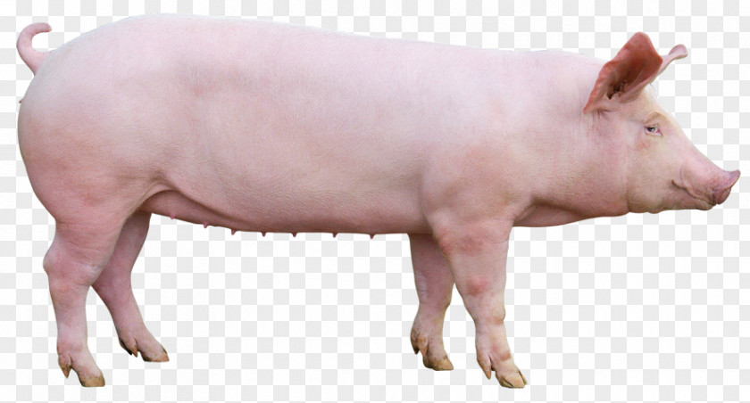 Group Leader Domestic Pig Le Porc Pig's Ear Pork PNG