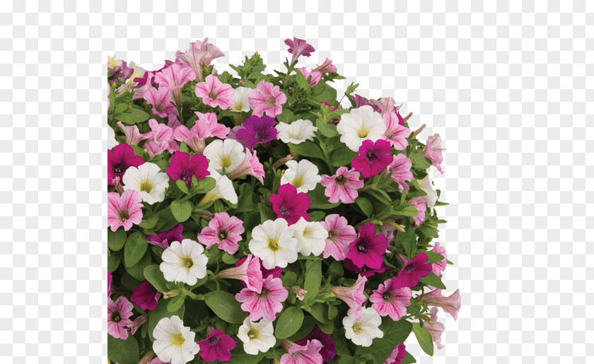 Gypsophila Petunia Calibrachoa Cotton Candy Garden Floriculture PNG