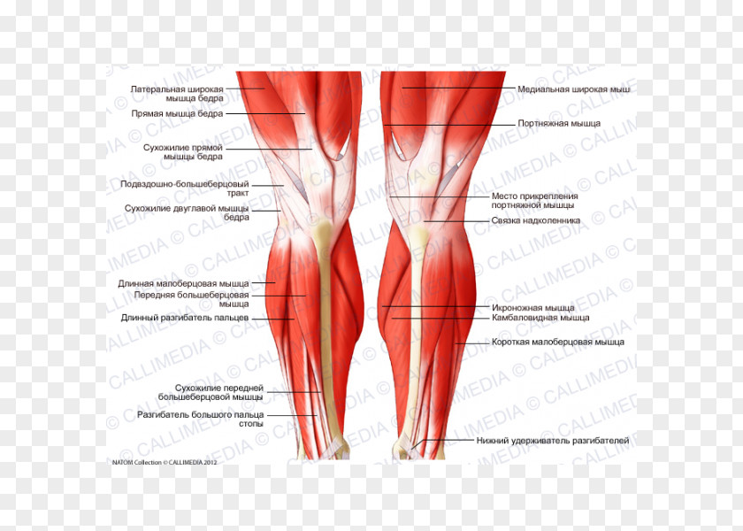 Knee Human Body Muscle Leg Muscular System PNG body leg system, respiratory tract clipart PNG