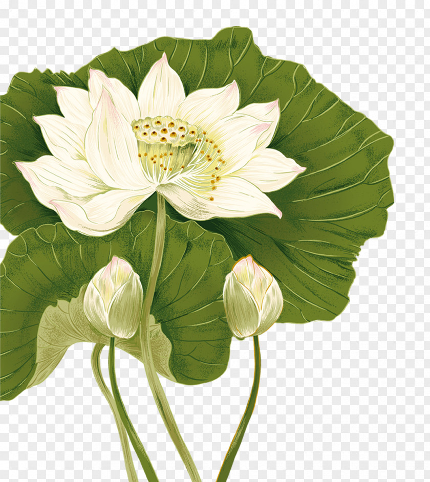Mid-autumn Lotus PNG lotus clipart PNG
