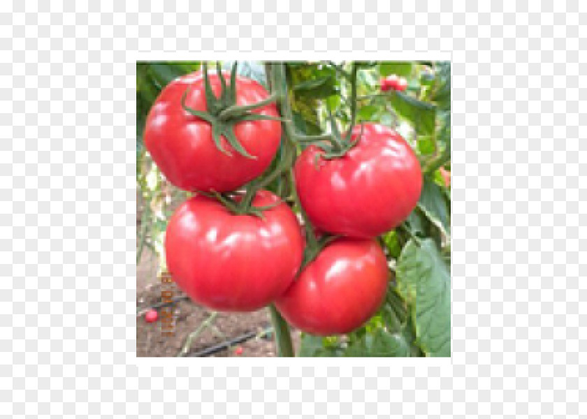 Tomato Seed Tohum (Kod: 15) Fruit Price PNG