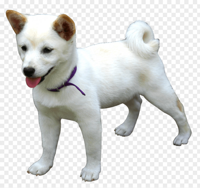 Dog Love Akita Hokkaido Samoyed Kishu Canaan PNG