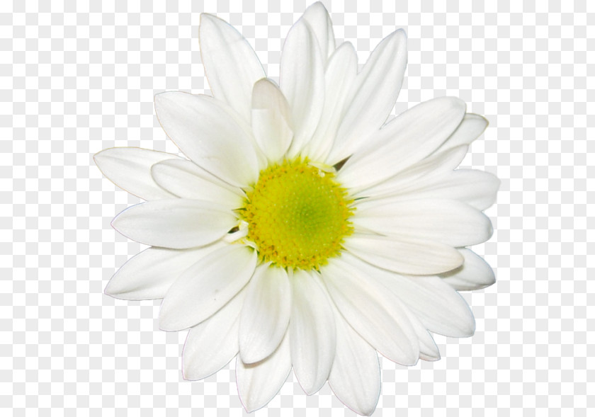 Flower Common Daisy Stock Photography Floral Design Oxeye PNG