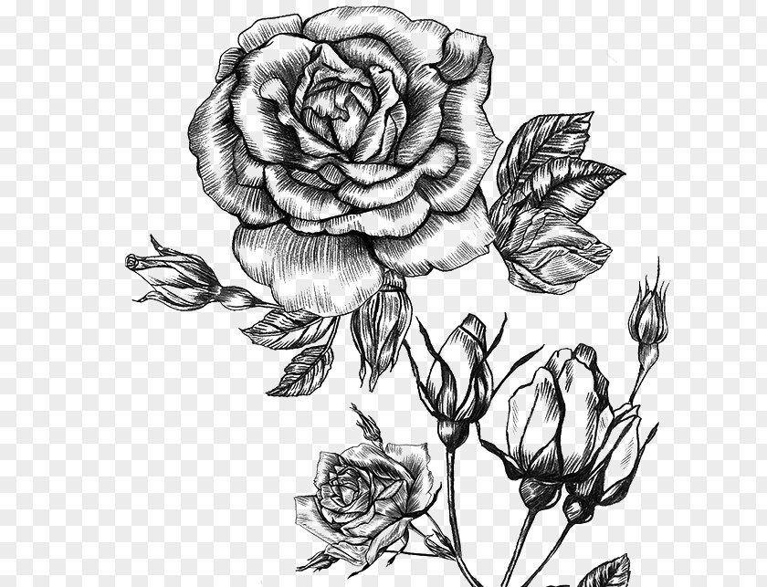 Garden Roses Perfume Floral Design Sketch Tapestry PNG