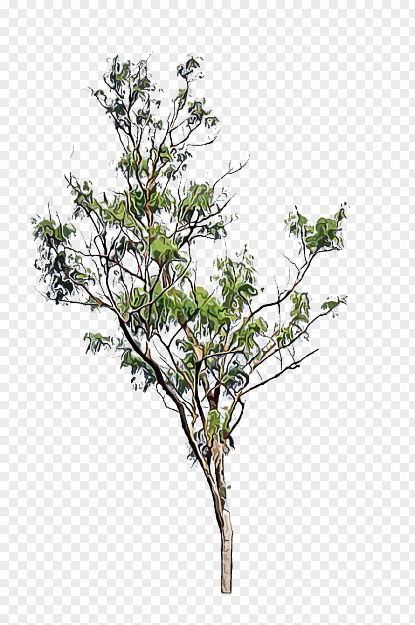Plant Stem Shrub Tree Branch Flower Woody PNG