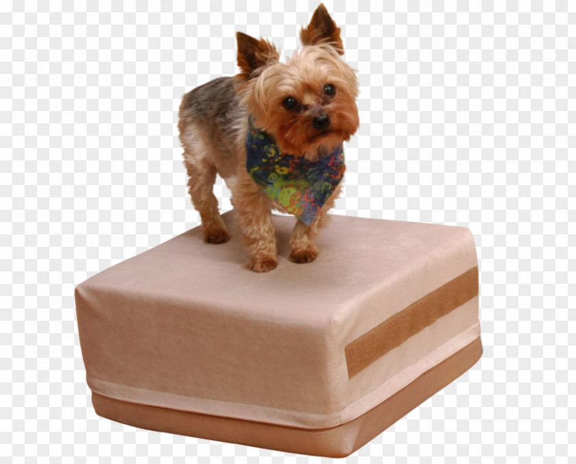 Puppy Yorkshire Terrier Oyster Dog Breed Blue PNG