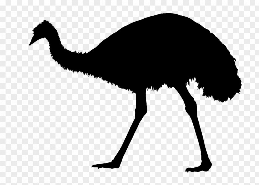 Silhouette Common Ostrich Emu War Bird PNG