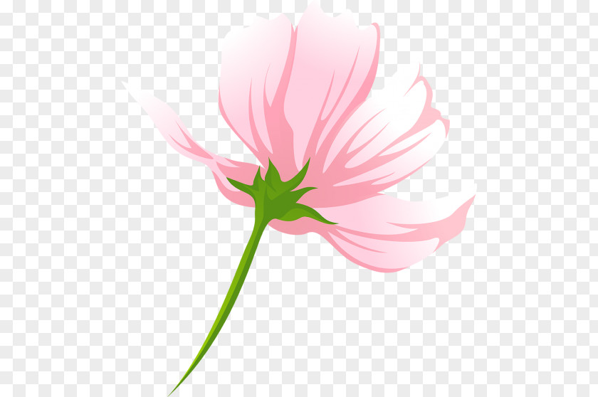 Tulip Pink M Desktop Wallpaper Petal Plant Stem PNG