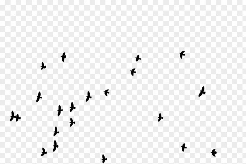 Bird Silhouette Flight Drawing PNG