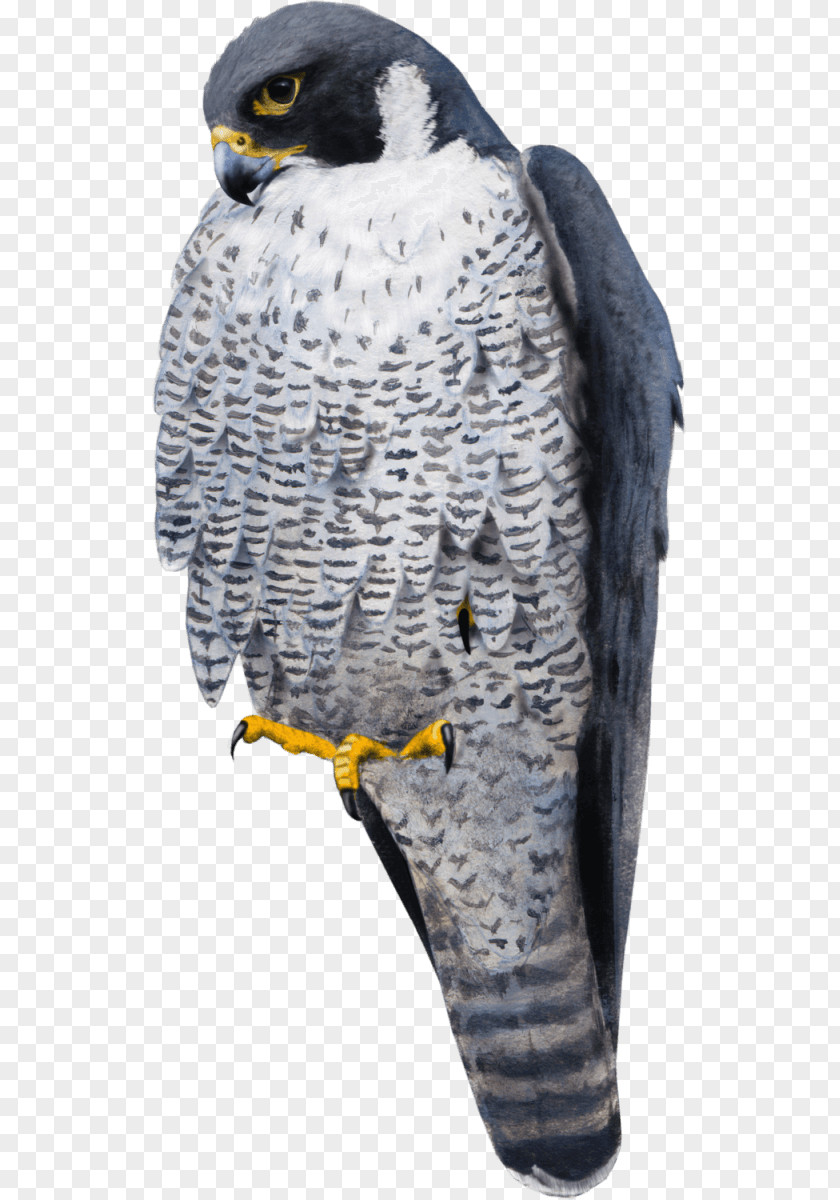 Falcon La Mort Tombe Du Ciel Bird Rock Dove Common Wood Pigeon PNG