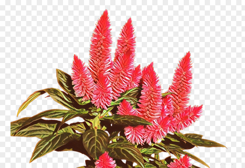 Flower Plant Prince Of Wales Feathers Houseplant Woolflowers PNG