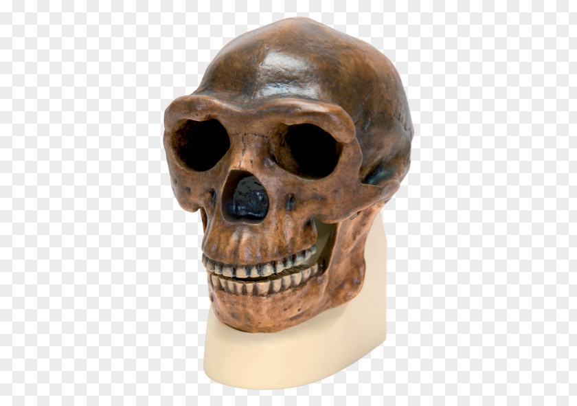 Homo Sapiens Peking Man Skull Anatomy Science PNG