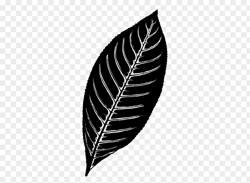 Vascular Plant Feather Fern PNG