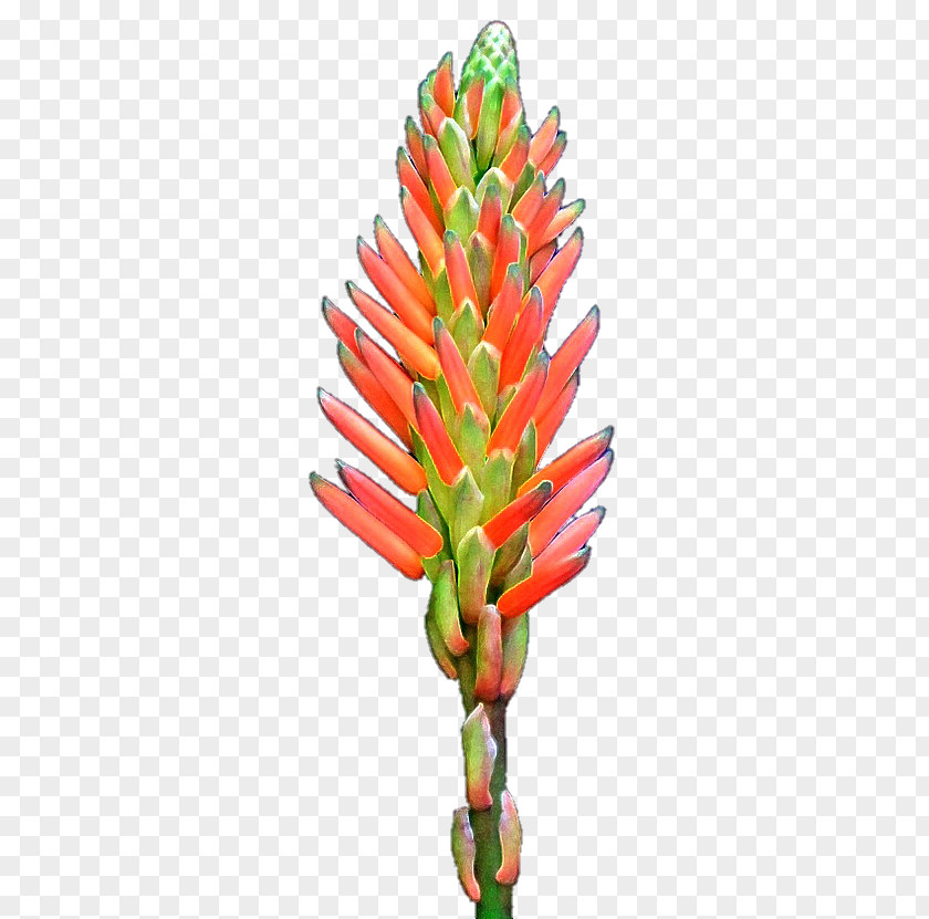 Alo Vera Flower Plant Stem PNG