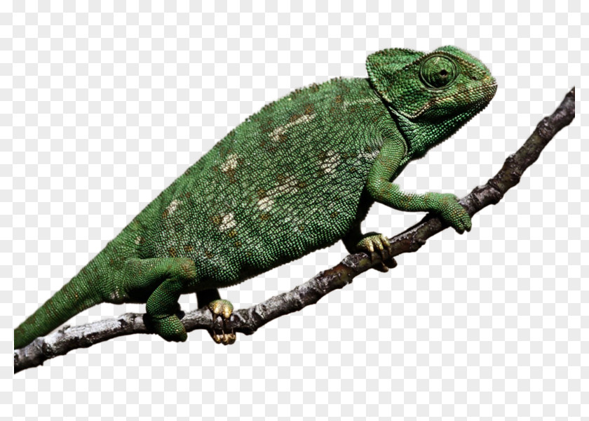 Cat Chameleons Exotic Pet Dog PNG