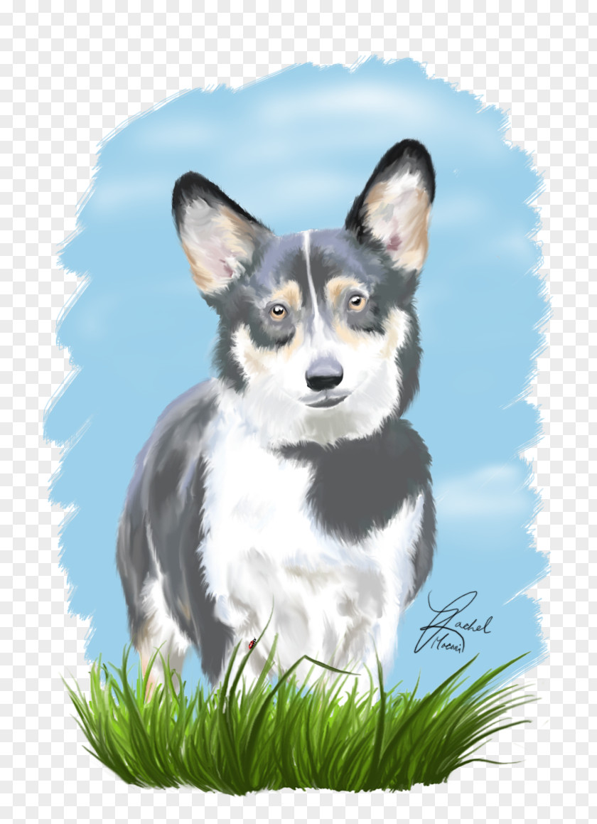 Paint Smudge Pembroke Welsh Corgi Cardigan Norwegian Lundehund Lapponian Herder PNG